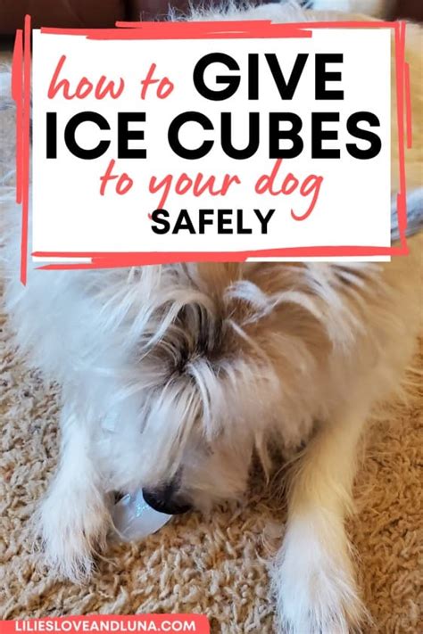 Can dogs have ice cubes?