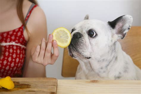 Can dogs have lemon?