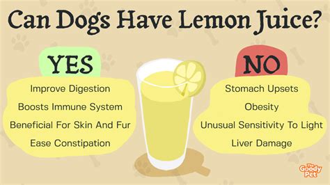 Can dogs have lime?