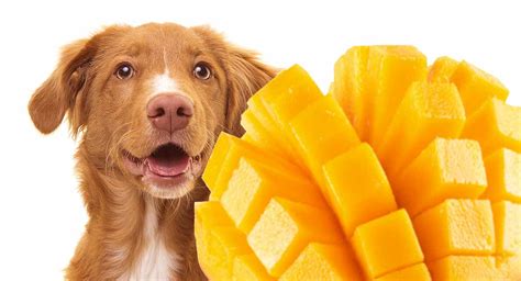 Can dogs have mango?