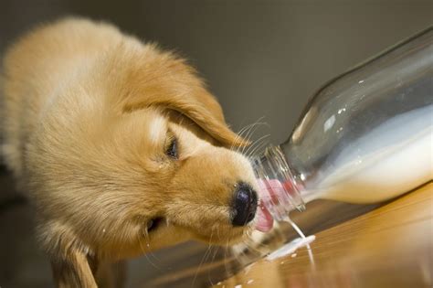 Can dogs have milk?