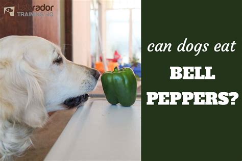 Can dogs have peppers?