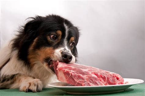 Can dogs have raw meat?