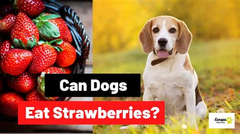 Can dogs have strawberries?