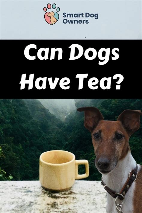 Can dogs have tea?