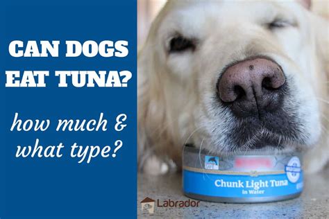 Can dogs have tuna?