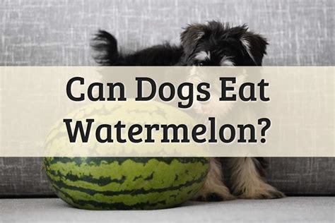 Can dogs have watermelon?