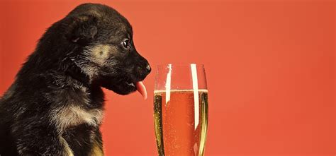 Can dogs have wine reddit?