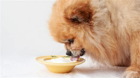 Can dogs have yogurt?