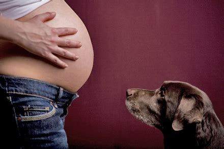 Can dogs hear crying in the womb?