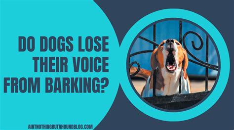 Can dogs hurt their voice from barking?