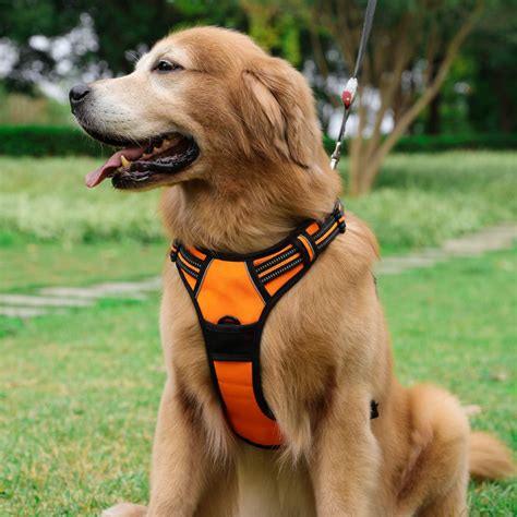 Can dogs just wear a harness?