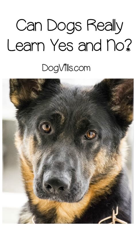 Can dogs learn no?