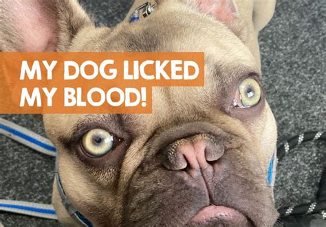 Can dogs lick human blood?
