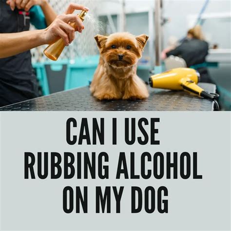 Can dogs lick rubbing alcohol?