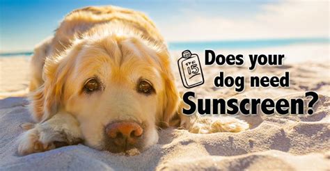 Can dogs lick sunscreen?