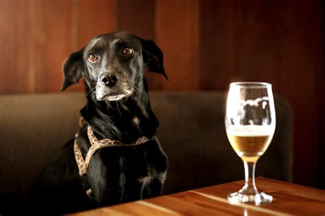 Can dogs lick up beer?