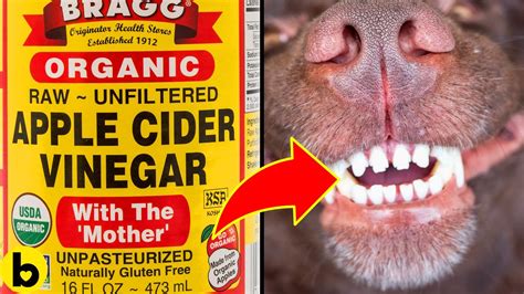 Can dogs lick white vinegar?