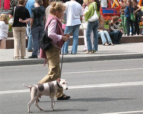 Can dogs live in cities?