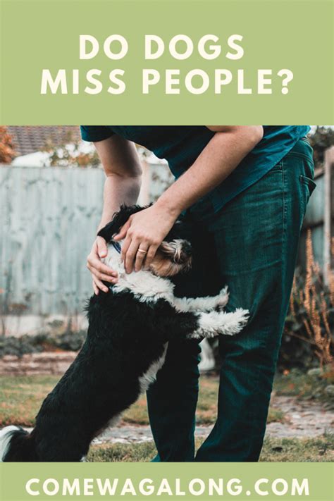 Can dogs miss someone?