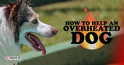 Can dogs overheat in the house?
