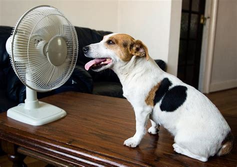 Can dogs overheat in the house?