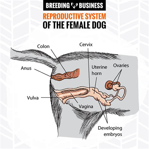 Can dogs pick up on female hormones?