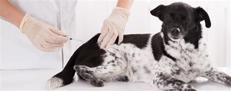 Can dogs pick up viruses from humans?