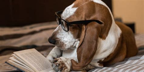 Can dogs read words?