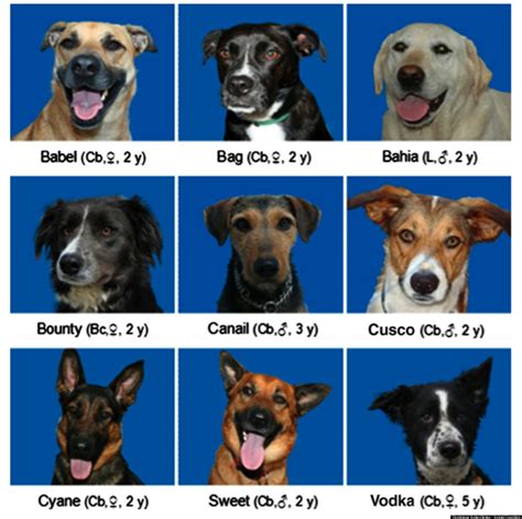 Can dogs recognize faces?