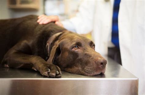 Can dogs recover from salmonella?
