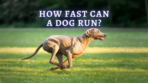 Can dogs run 5km?