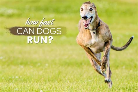 Can dogs run for 1 hour?