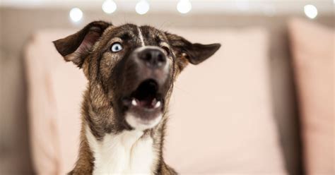 Can dogs scream in pain?