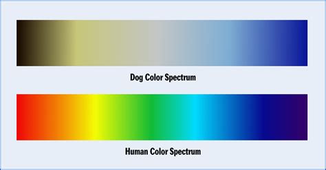 Can dogs see 120Hz?