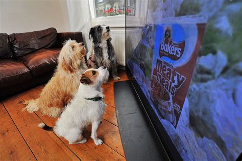 Can dogs see TV?