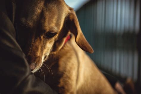 Can dogs see depression?