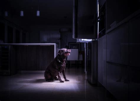 Can dogs see in total darkness?