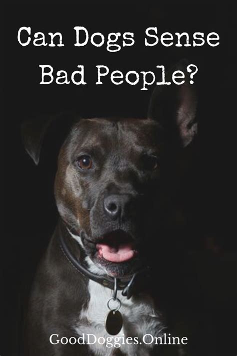 Can dogs sense a bad person?