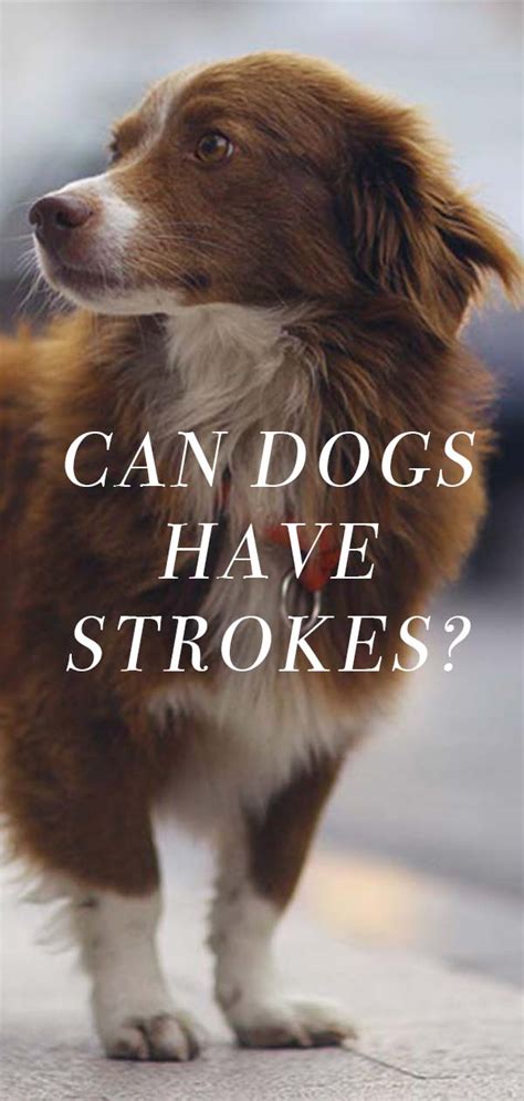 Can dogs sense a stroke coming?