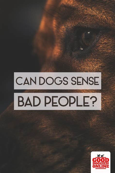 Can dogs sense bad people?