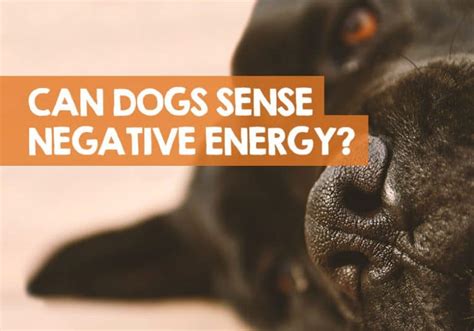Can dogs sense bad vibes?