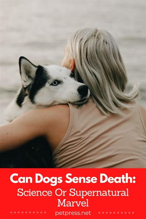 Can dogs sense death of a person?