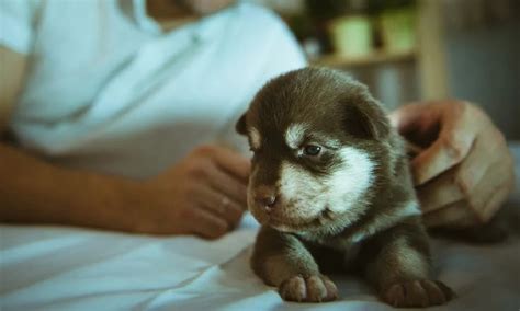 Can dogs sense evil in a house?