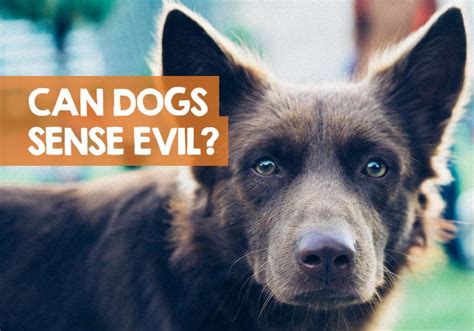 Can dogs sense evil in a person?