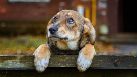 Can dogs sense evil in the house?