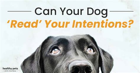Can dogs sense human intentions?