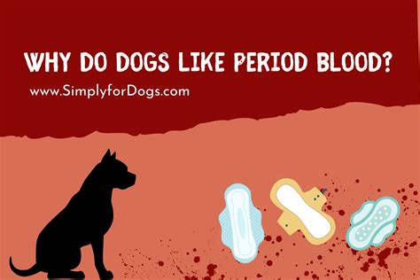 Can dogs sense human periods?