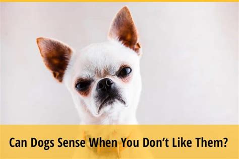 Can dogs sense if you don't like them?