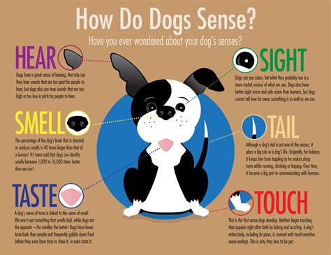 Can dogs sense souls?